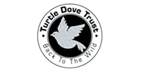 Turtle Dove